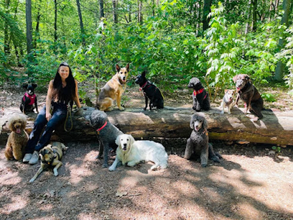 Dogwalking / Gassiservice - Hundeservice-West, Berlin
