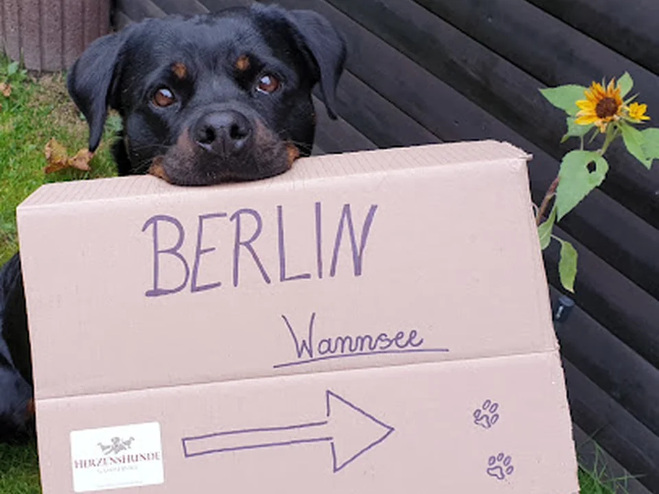 HerzensHunde GassiService, Berlin