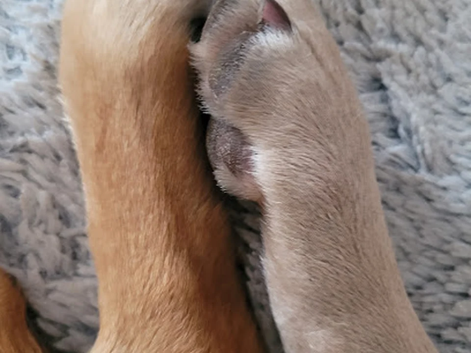 Hundekita LeinenLos, Berlin