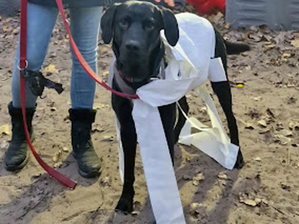 Hundeschule-Die mit dem Wolf / ehemalig JBAC Hunde, Berlin