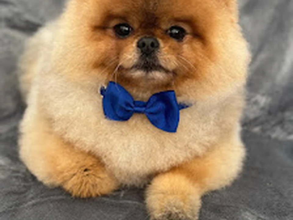 Yorkis Hunde- und Katzensalon, Berlin