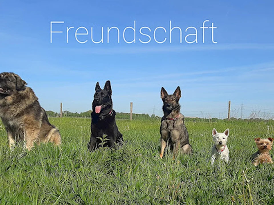 Deutscher Wach- und Schutzhund Service GmbH, Berlin