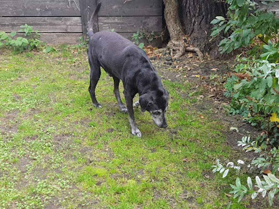 Hundepension Berlin