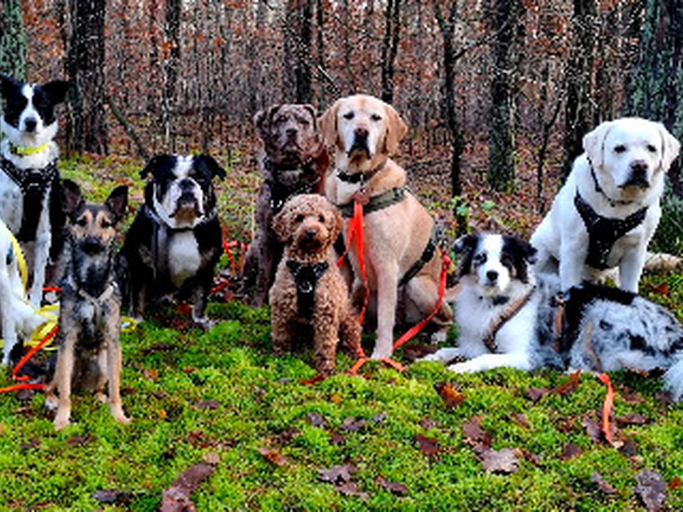 Dogs-in-Flow, Berlin