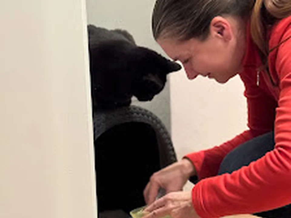 Mellis Katzenservice - Ihr mobiler Katzensitter, Berlin