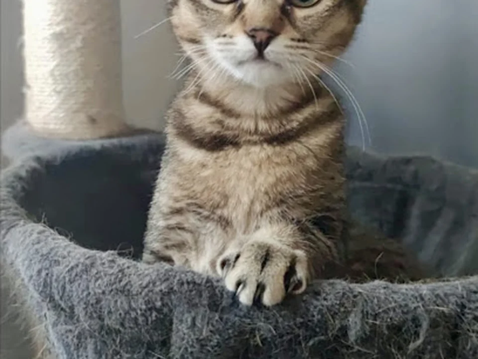 Catsitting.berlin, Ihr freundlicher und zuverlässiger Catsitter im Berliner Norden