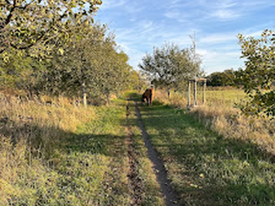 Hundeauslaufgebiet Blankenfelde, Berlin