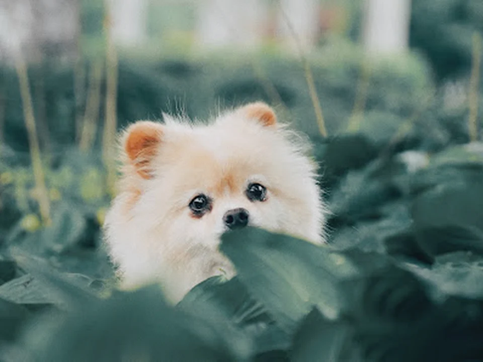 Hundesalon GroomRoom, Berlin
