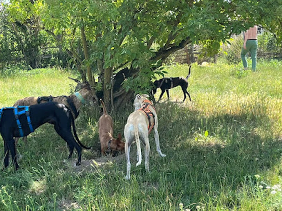 Leinenlos-Berlin Hundebetreuung/Gassiservice für Schöneiche und Umgebung