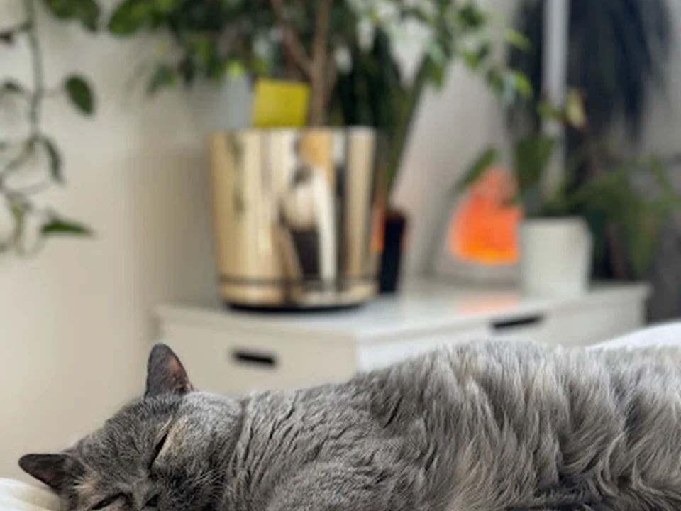 Catnanny in Berlin - mobile Katzenbetreuung