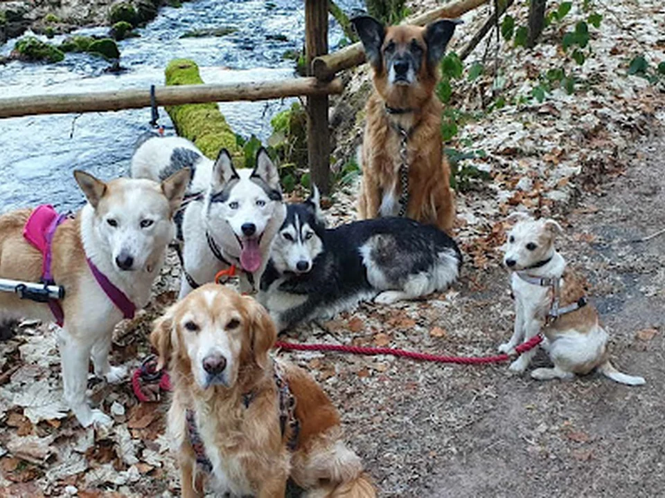 MaRos Hundeservice, Berlin