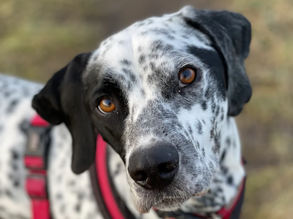 Hundeausführservice, Hundetraining und Hundebetreuung PETRA SCHEER, Berlin