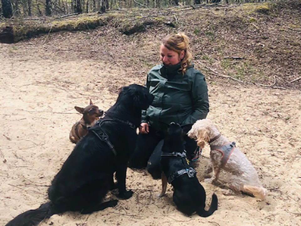 Hundecrew - Dogwalking & Gassiservice & Hundeausführservice, Berlin