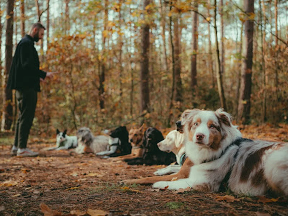 Cookie & Friends Berlin | Dog Walking & Dog Training