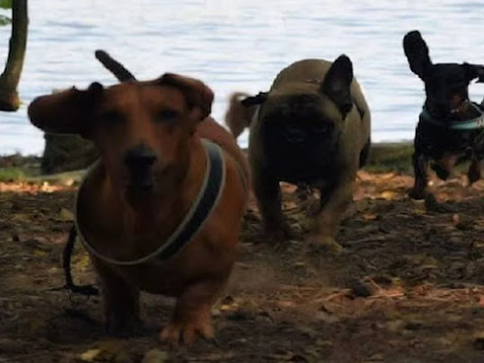 Dogsfun, little Dogs only, Berlin