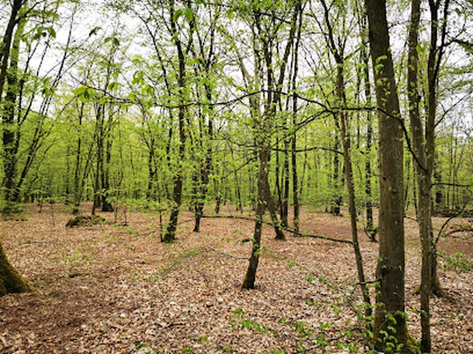 Wasser- und Naturschutzgebiet Hakenfelde, Berlin