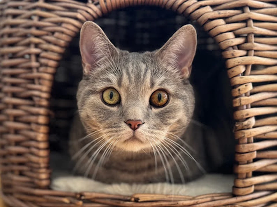 Hauptstadtkatzen – Katzensitter Berlin, Mobile Katzenbetreuung