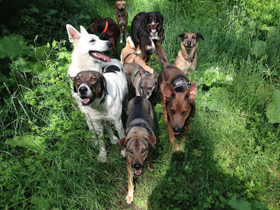 Hundetrainer Sven Ihden, Hundeschule Berliner Streuner