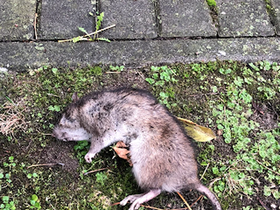 Akut Schädlingsbekämpfung Berlin
