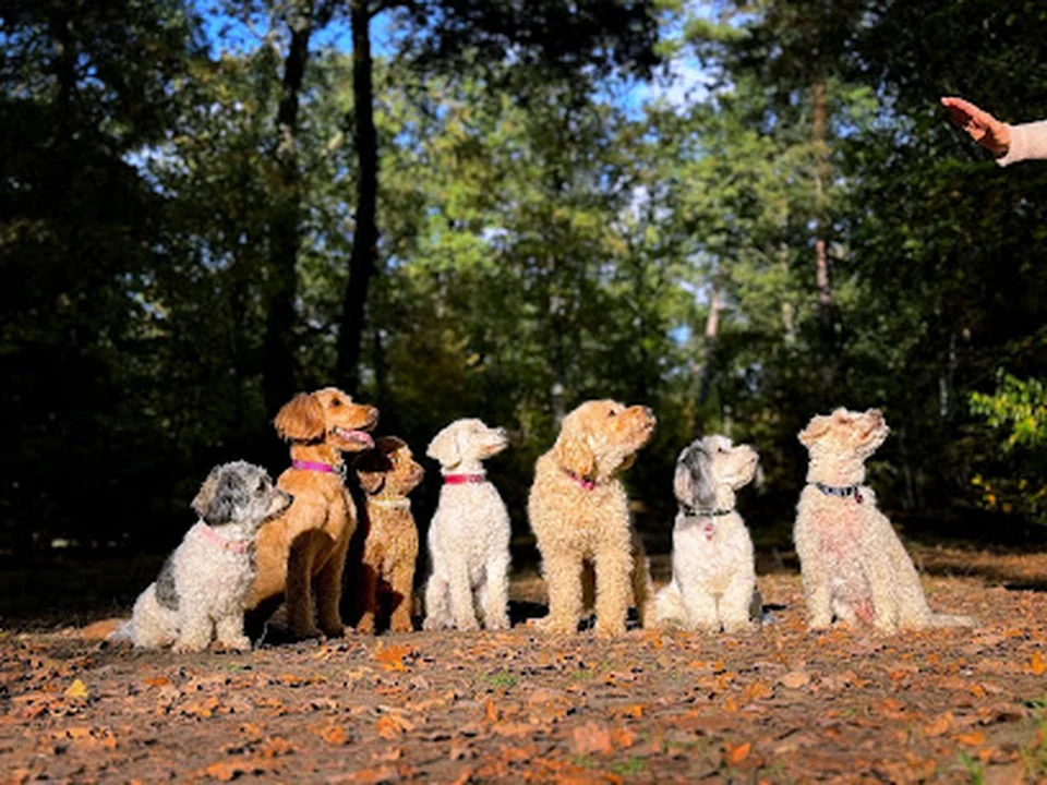 DogsReloaded Hundesitting, Berlin-Zehlendorf