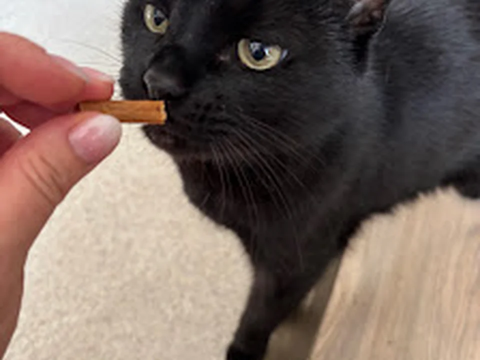 Felis Cat Sitting - Katzensitter Berlin mobile Katzenbetreuung Cat Sitter
