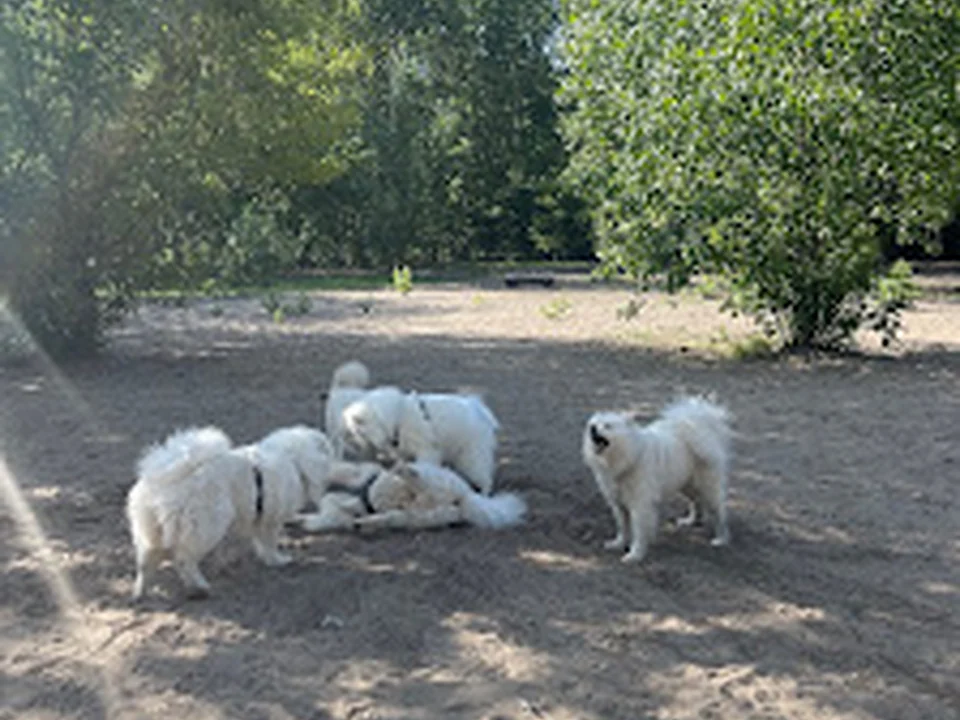 Hundeplatz Rummelsburg, Berlin