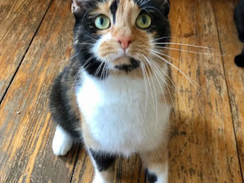 S T U B E N T I G E R - Verhaltensberatung, Clickertraining & Mobile Katzenbetreuung, Berlin