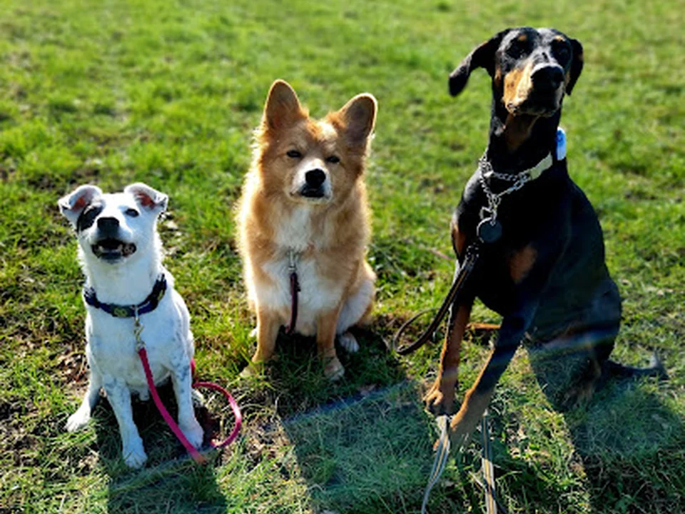 Hundeausführservice DogSupport Antje Steffin, Berlin