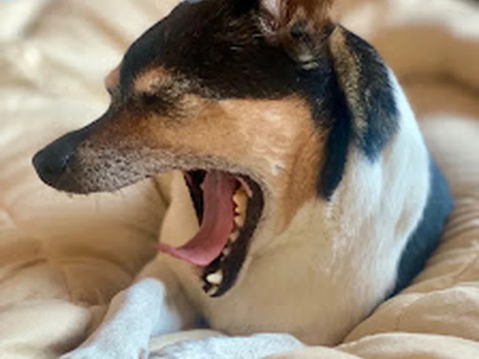 Ernährungsberatung für Hunde - Berlin & Online - napfinsiderin - Katja Rönnburg