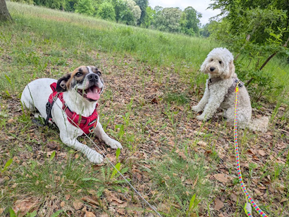 Dognanny Hundebetreuung Potsdam, Gassiservice, Sozialisierung, Dogwalker, Dogsitting, Berlin