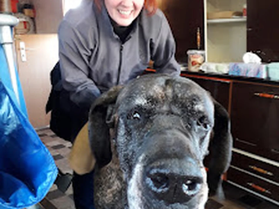 Fellpflegerei Berlin - Hundefriseur