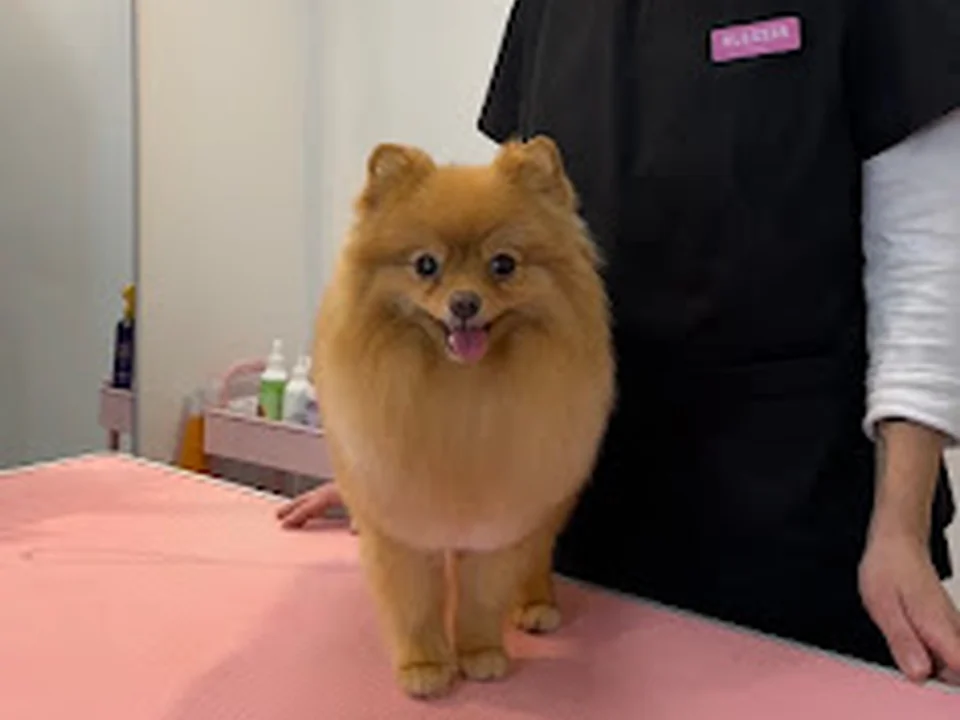 Hundesalon Chica Groom, Berlin