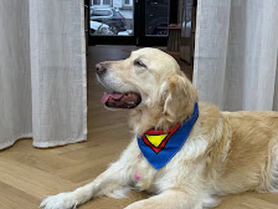 CITY GROOMER dein Hundfriseur, Berlin
