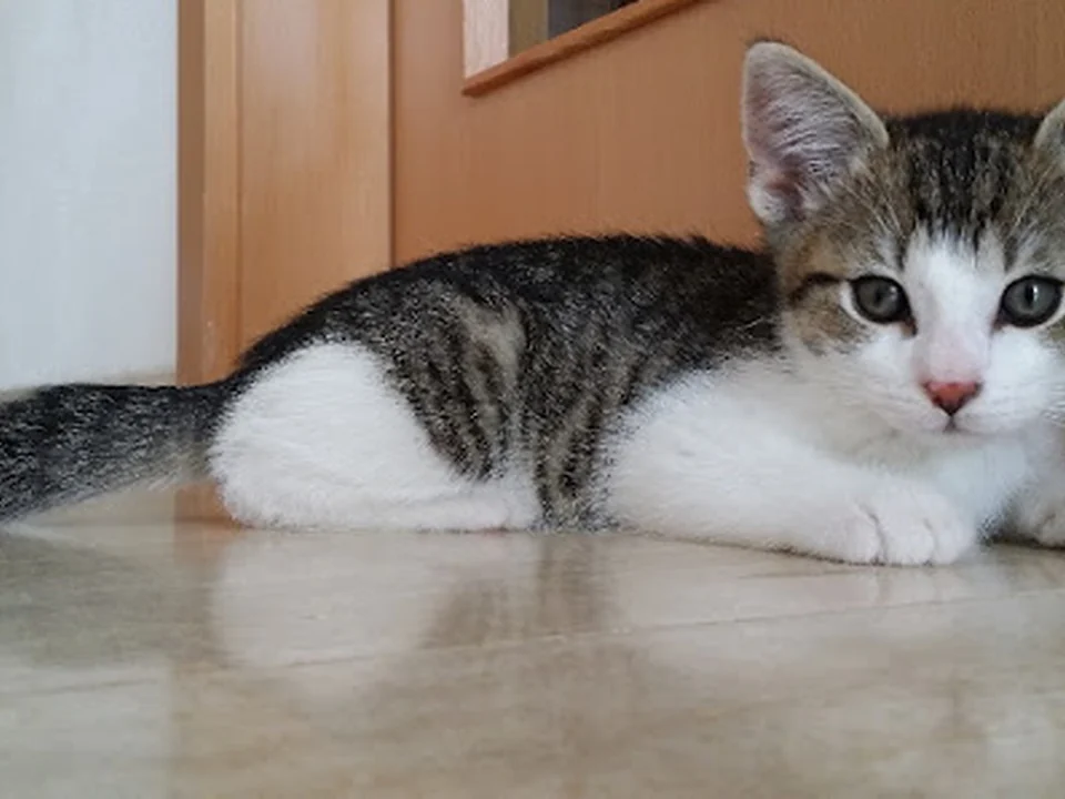 Mein Miezen Mobil - mobile Katzenbetreuung in Berlin, Katzensitter