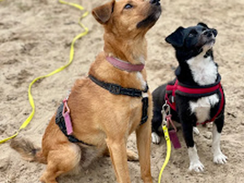 Hundeschule Nicole Effner, Berlin