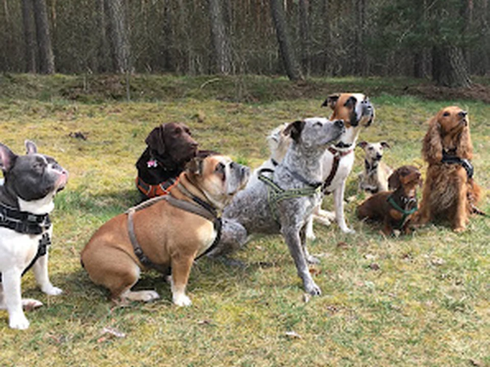Hundebetreuung Individuell Berlin