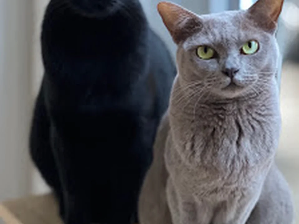 Kitty & Co. mobile Katzenbetreuung, Catsitting Berlin
