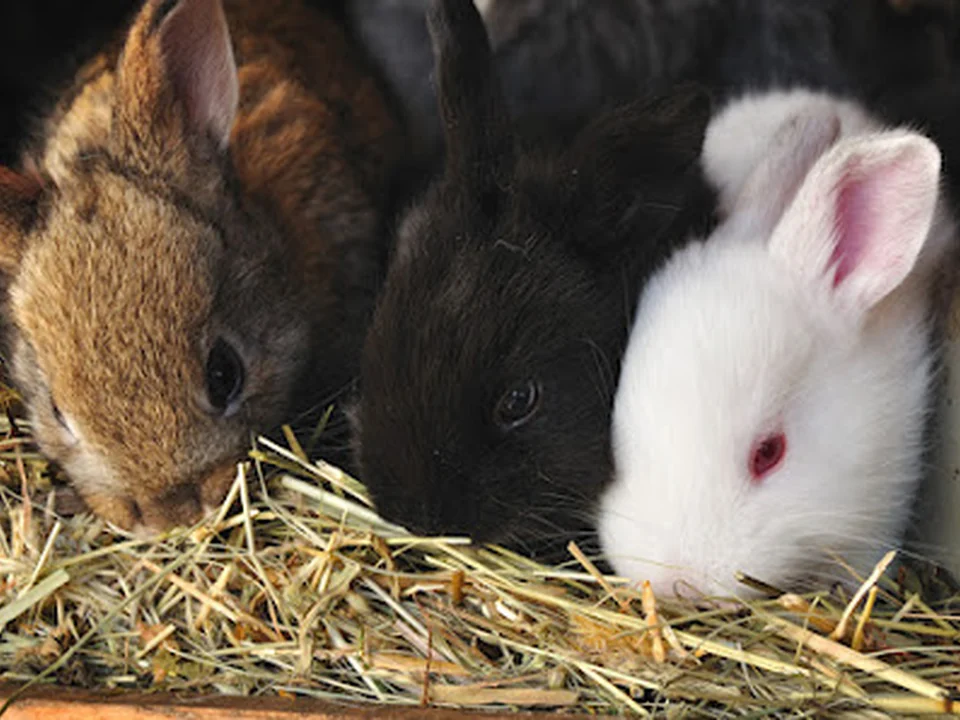 Tierbetreuung-katzeundmaus.de, Berlin