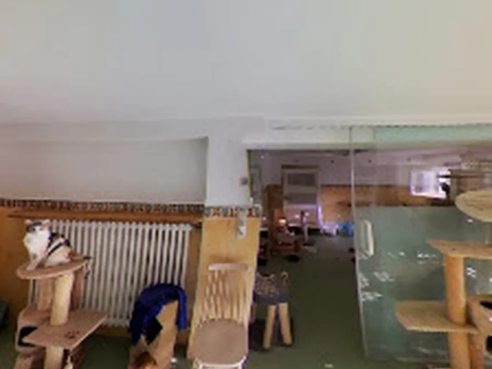 Berliner Katzenpension - Tierarztpraxis Bartels & Wende