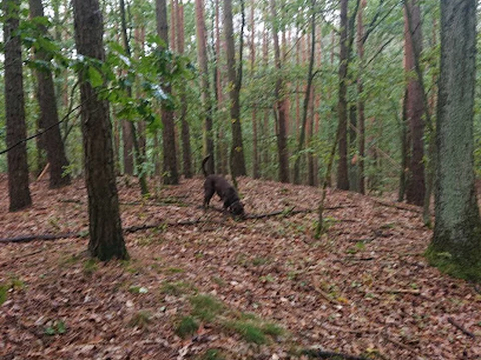 Hundeauslaufgebiet Frohnau, Berlin