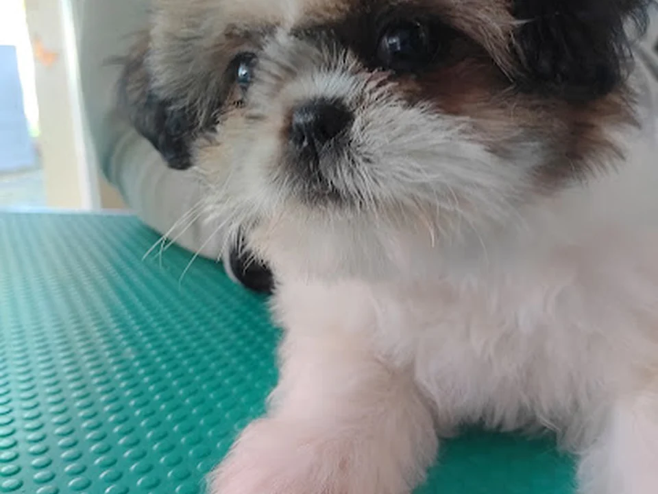 Hundesalon Grewatsch Berlin