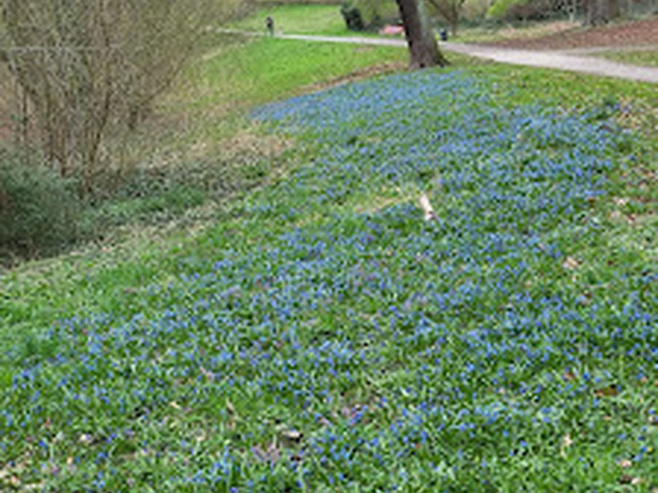 Goebenwiese - Stadtpark, Berlin