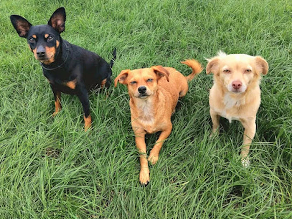 Hundestube Berlin - Die Hundetagesstätte in Hönow- Ariane Senske